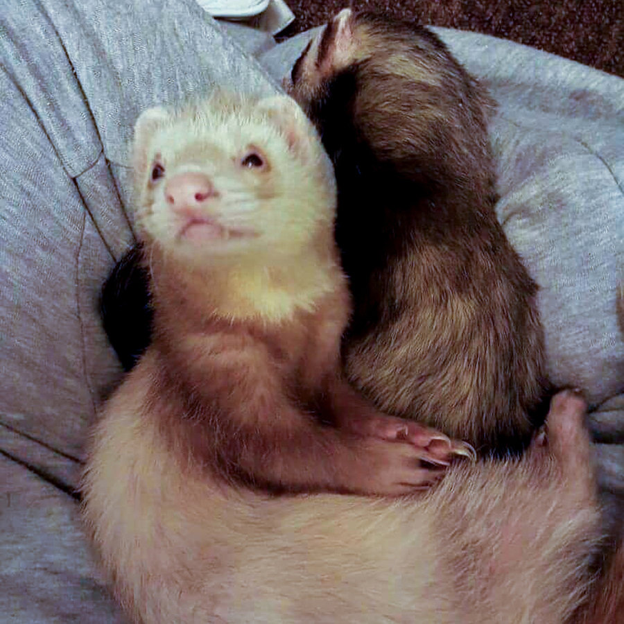 Ferrets